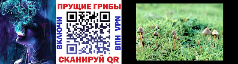 Купить  Лебедянь  Галлюциногенные грибы MAGIC MUSHROOMS 